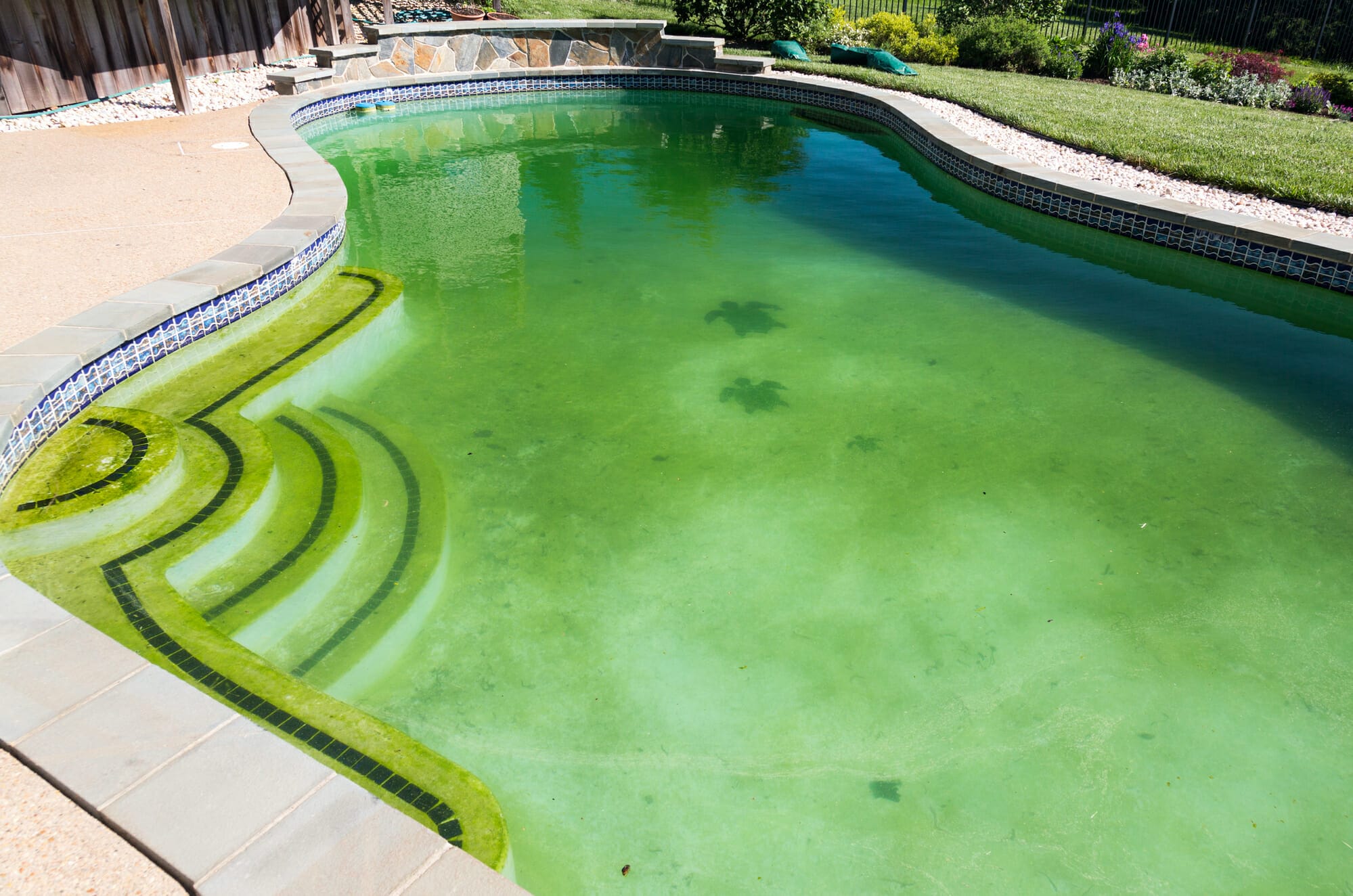 Algae is a plant-like organism that can grow in swimming pools and cause the wat...