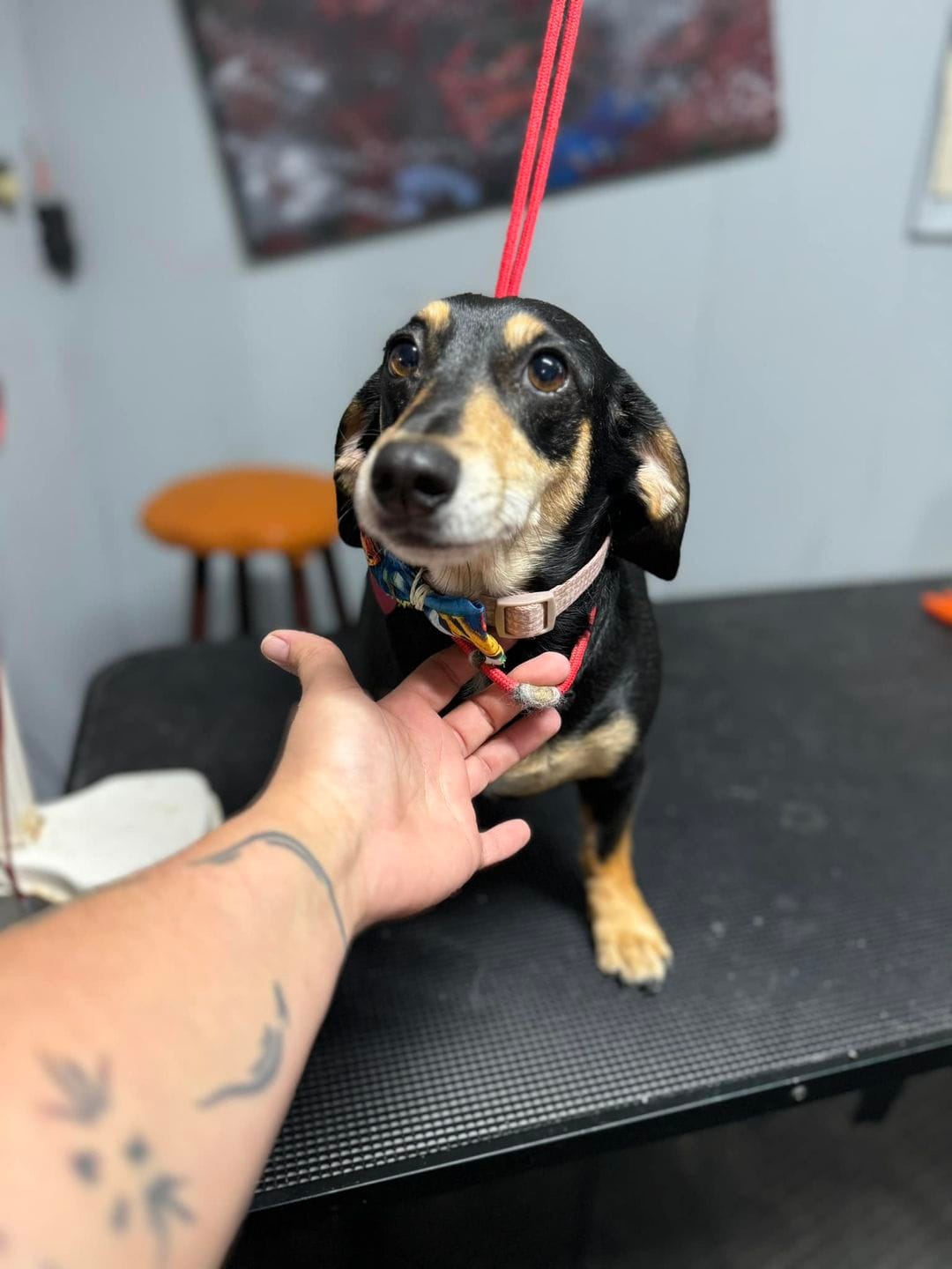 Kota got a nail trim and dremel today! He said it was super easy to just walk in...