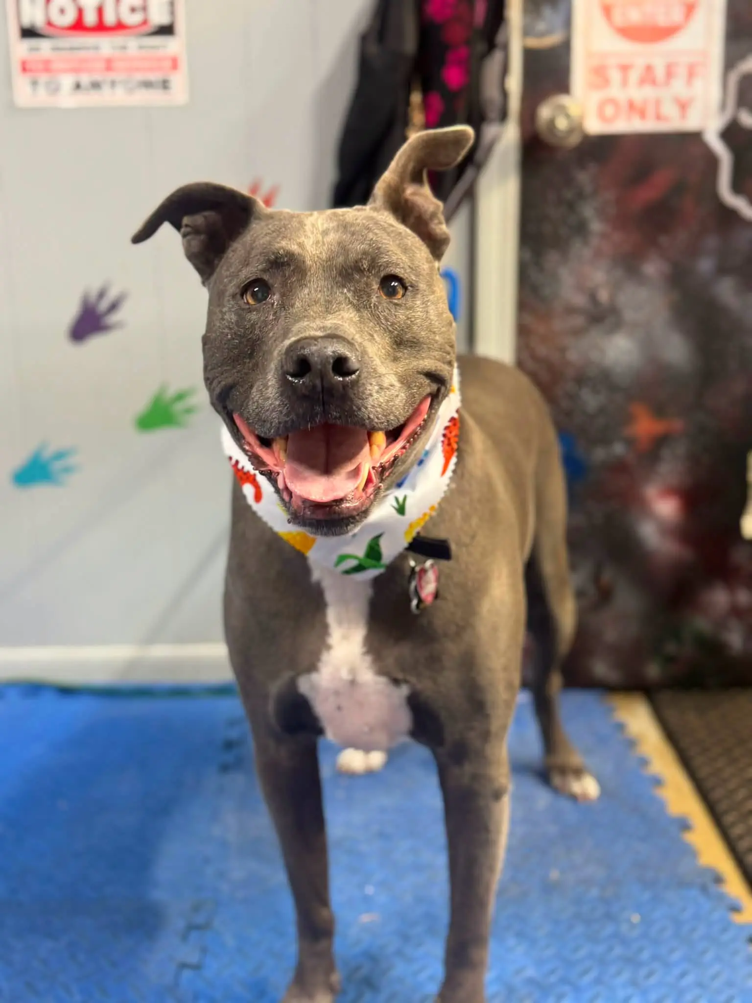 Happy gray dog wearing a floral bandana indoors