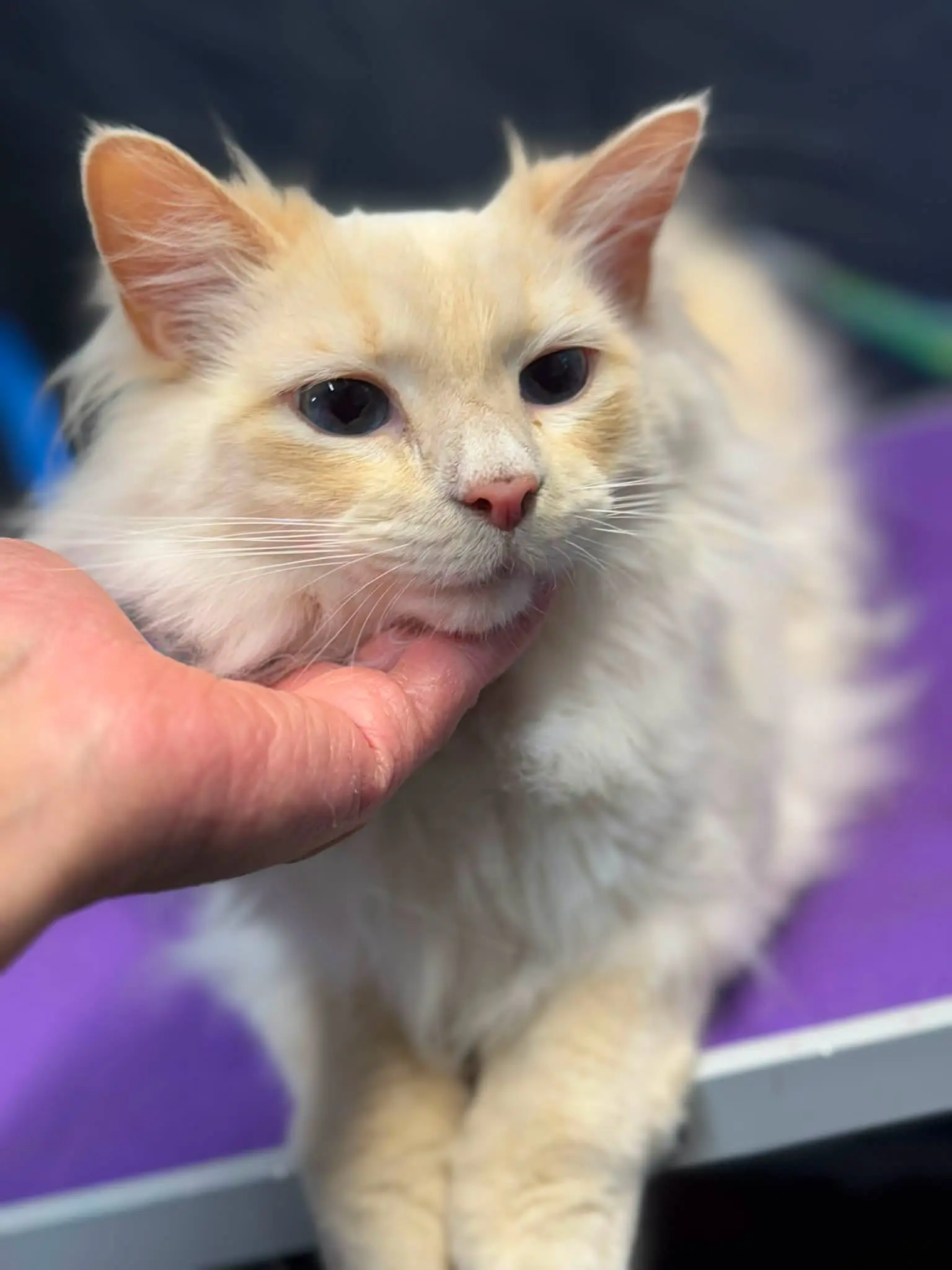 Cream-colored kitten resting chin in a person's hand