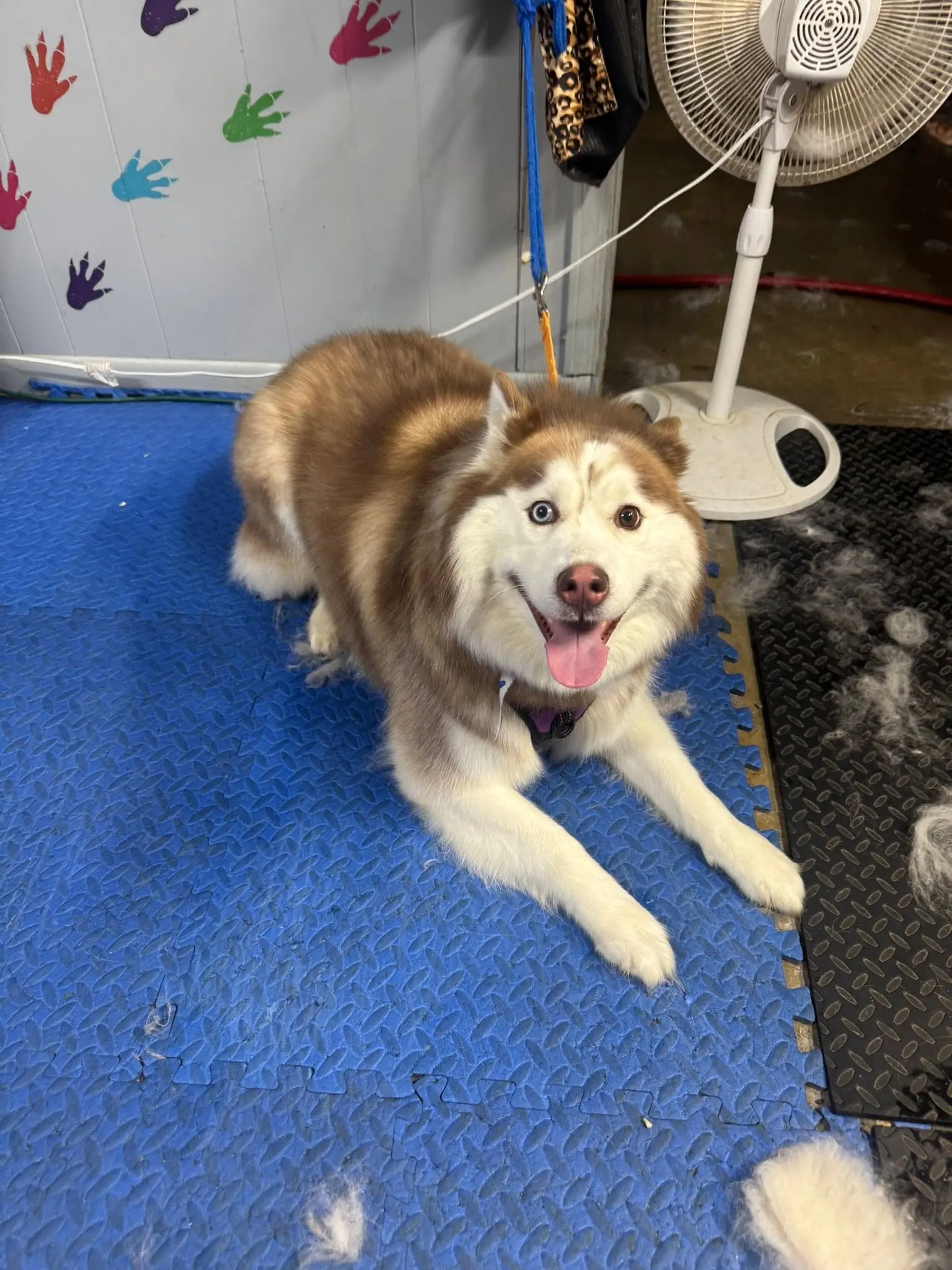 Smiling brown-and-white husky resting on a blue grooming mat